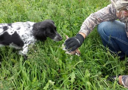 Mindy and her traveling companion learning the art of quail flushing.