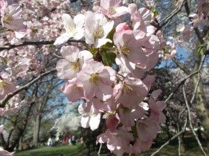 Cherry blossoms in DC